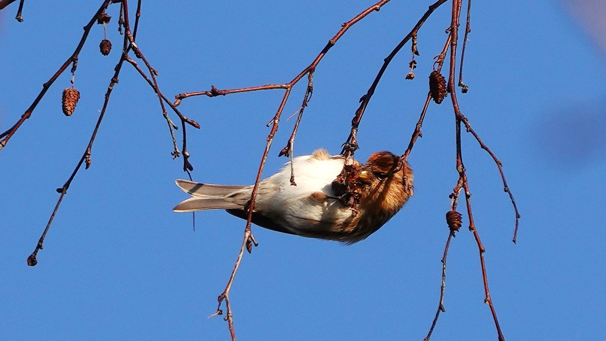 RSPBPulborough tweet picture