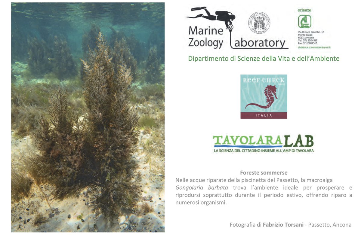 ReefCheckItalia's tweet photo. Presenting the new Calendar #2024 produced by #Disva @UnivPoliMarche and published by @ReefCheckItalia
#calendar2024
get it!
https://t.co/9vvRZo3E5q https://t.co/ePZu3dMx5H