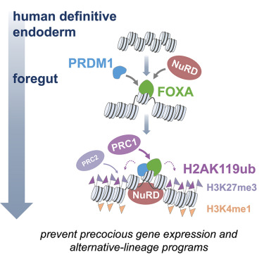 Molecular Cell tweet media