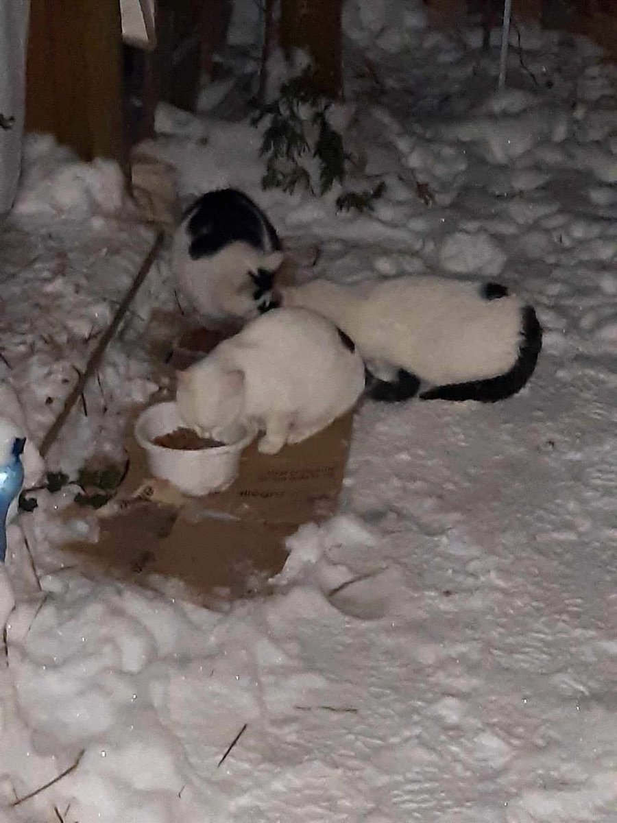 Kochani dziś już trzeci dzień z bardzo niskimi temperaturami.
Sraesmy się jak możemy zapewniać kotom działkowym ciepła wodę i wysokiej jakości karmę. 
Ale nasze zapasy powoli się kończą.
Jeśli ktoś może pomóc to prosimy wejść w link i zakupić choć 1 saszetkę 🙏🙏🙏