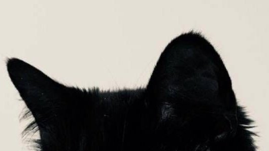 soheelovr's tweet image. — sohee as cute kittens ; a thread ฅ⁠^⁠•⁠ﻌ⁠•⁠^⁠ฅ

#SOHEE #소희 #라이즈