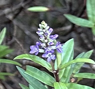 SkylarkArtist's tweet photo. Hebe in flower…#Inverewe #gardens #hebe in #winter #microclimate 
💜💙💜 https://t.co/FN5Agst6yL