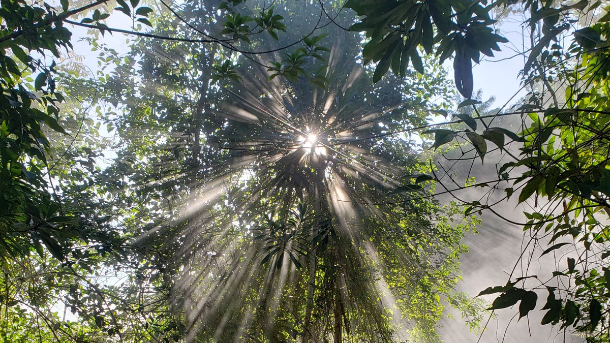 Alyssa Kullberg (@alyssakullberg) on Twitter photo With record breaking high temperatures in 2023, there is no better time to ask whether trees in the world’s largest rainforest can acclimate to climate warming.
Our new #OpenAccess paper out in <a href="/NewPhyt/">New Phytologist</a> is one of the first to directly tackle this question.
#Amazon
1/ With record breaking high temperatures in 2023, there is no better time to ask whether trees in the world’s largest rainforest can acclimate to climate warming.
Our new #OpenAccess paper out in <a href="/NewPhyt/">New Phytologist</a> is one of the first to directly tackle this question.
#Amazon
1/