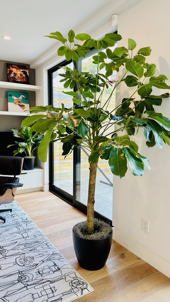 wrightgardnerSF's tweet photo. Happy New Year, nature lovers! 🎉🌿 As we embrace 2022, let's also welcome more greenery into our lives. May this year be filled with growth, not just for us, but for our beloved plants too! 🌱💚 

#NewYear2022 #PlantKindness #GreenLife https://t.co/HsBeCgi56e