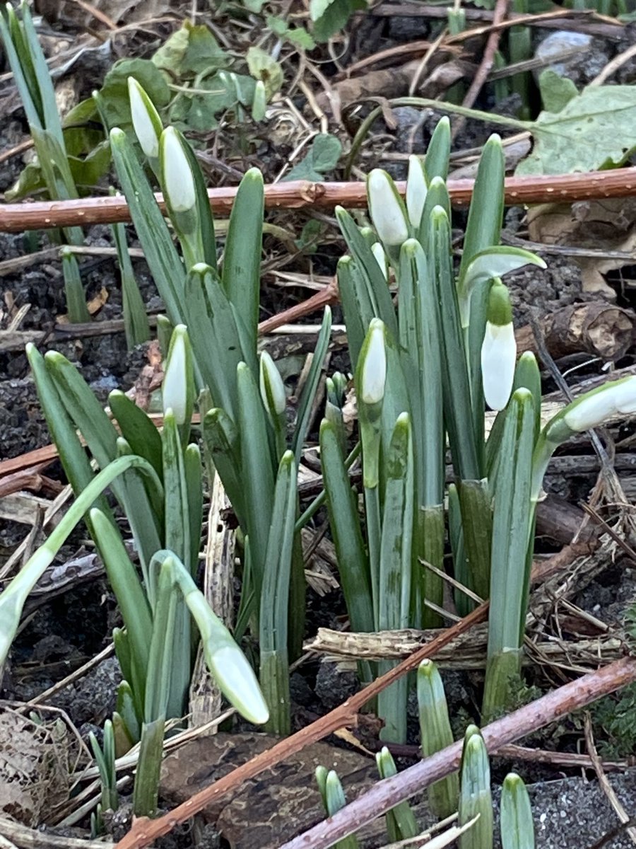 wwillmaa's tweet photo. Heel voorzichtig een seintje van het voorjaar….
#sneeuwklokjes #deeerste #winter #vorst ☀️ https://t.co/7NTgqSwUAK