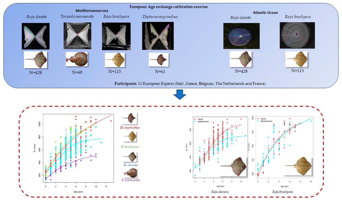 ieo_baleares's tweet photo. 🗞️ #IEO_Baleares_Publication ➡️ 'Measurement of the growth of the main commercial rays (Raja clavata, Raja brachyura, Torpedo marmorata, Dipturus oxyrinchus) in European Waters using intercalibration methods' https://t.co/5T74oLERFo in #MDPI #OA https://t.co/Q7JfR3IZRG