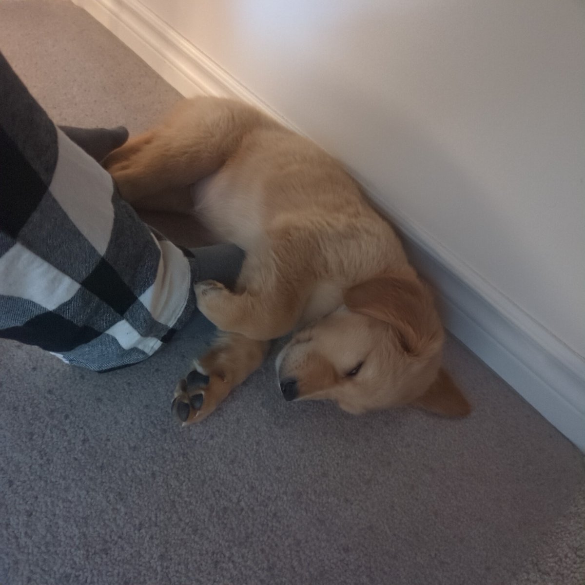 priperon's tweet photo. "não pq cachorro dá muito trabalho"
trabalho a empresa que me dá, ela é o que me conforta durante o expediente https://t.co/B5RuKpDlg2