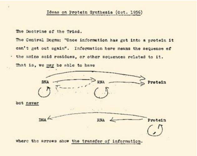 NikoMcCarty's tweet photo. Francis Crick correctly predicted the basic details of protein synthesis by 1958, years before direct experimental evidence had confirmed the existence of mRNA or tRNA.

His 1958 paper on the subject is among the best in molecular biology's history.

***

After solving the structure of DNA with James Watson, based on x-ray diffraction images obtained by Rosalind Franklin at King's, Crick traveled the world to lecture on a topic that "permanently altered the logic of biology," according to Horace Judson in The Eighth Day of Creation.

In his lectures, Crick sketched a now-famous image on the blackboard: the Central Dogma.

Crick had sketched this image several times by 1956, even though mRNA was not experimentally confirmed by scientists until 1961.

In 1958, Crick adapted his lecture into a published article, called On Protein Synthesis. His target audience was “a general reader rather than the specialist." The article gave two hypotheses to explain the relationship between DNA and proteins, called the Sequence Hypothesis and the Central Dogma.

“The direct evidence for both of them is negligible,” Crick wrote, “but I have found them to be of great help in getting to grips with these very complex problems.”

The sequence hypothesis, “in its simplest form,” Crick continued, “assumes that the specificity of a piece of nucleic acid is expressed solely by the sequence of its bases, and that this sequence is a (simple) code for the amino acid sequence of a particular protein.” In other words, the bases in a strand of DNA or RNA corresponds to the amino acids in a protein.

The Central Dogma, Crick wrote, “states that once 'information' has passed into protein it cannot get out again.” In other words, “the transfer of information from nucleic acid to nucleic acid, or from nucleic acid to protein may be possible, but transfer from protein to protein, or from protein to nucleic acid is im­possible.”

(Importantly, the Central Dogma is not simply DNA --> RNA --> protein, because RNA can be reverse transcribed into DNA, etc.)

This passage marked the first time that the Central Dogma, the defining idea of molecular biology, had been published. But this is not why Crick’s article was so prescient.

In the article, Crick used scattered experimental evidence and anecdotal observations -- such as the fact that "spermatozoa contain no RNA" -- to correctly predict that there must be a messenger RNA molecule in the cytoplasm that is produced by "the DNA of the nucleus."

But his astounding ability to theorize was most prominently displayed when he correctly inferred the existence of tRNAs, predicted what they were made of, and explained how they likely became 'charged' with amino acids for protein synthesis.

We now know that proteins are generally made from 20 amino acids. These amino acids are carried to the ribosome by tRNA molecules. And these tRNA molecules get 'loaded' with the correct amino acid via the action of specific enzymes. This is how a message encoded in a strand of RNA is used by the ribosome to build a protein. But Crick had little evidence for any of this. And yet, in 1958, he wrote:

"Granted that...[mRNA]...is the template, how does it direct the amino acids into the correct order? One's first naive idea is that the RNA will take up a configuration capable of forming twenty different 'cavities', one for the side-chain of each of the twenty amino acids. If this were so, one might expect to be able to play the problem backwards -- that is, to find the configuration of RNA by trying to form such cavities. All attempts to do this have failed, and on physical­ chemical grounds the idea does not seem in the least plausible...

Apart from the phosphate-sugar backbone, which we have assumed to be regular and perhaps linked to the structural protein of the particles, RNA presents mainly a sequence of sites where hydrogen bonding could occur. One would expect, therefore, that whatever went on to the tem­plate in a specific way did so by forming hydrogen bonds. It is therefore a natural hypothesis that the amino acid is carried to the template by an 'adaptor' molecule, and that the adaptor is the part which actually fits on to the RNA. In its simplest form one would require twenty adaptors, one for each amino acid.

What sort of molecules such adaptors might be is anybody's guess. They might, for example, be proteins...though ·personally I think that proteins, being rather large molecules, would take up too much space. They might be quite unsuspected molecules, such as amino sugars. But there is one possibility which seems inherently more likely than any other-that they contain nucleotides. This would enable them to join on to the RNA template by the same 'pairing' of bases as is found in DNA, or in polynucleotides.

If the adaptors were small molecules one would imagine that a separate enzyme would be required to join each adaptor to its own amino acid and that the specificity required to distinguish between, say, leucine, iso­leucine and valine would be provided by these enzyme molecules instead of by cavities in the RNA. Enzymes, being made of protein, can probably make such distinctions more easily than can nucleic acid."

***

This paper is beautiful. I think every student should read it. In the same piece, Crick also predicted that “scientists would be able to explore rich evolutionary sources of information by comparing sequence data,” as Matthew Cobb has written about Crick’s classic paper, and that the main features of protein synthesis would be uncovered within the next ten years. (Here's Cobb: https://t.co/jg87LGem0t)

On this final point, Crick was wrong. Just four years later, in 1961, a spattering of papers confirmed many of Crick’s predictions.

Read the article: https://t.co/bkOyK7LTs2