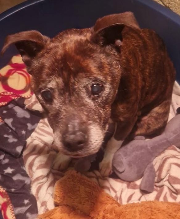 VERY URGENT, TEARJERKER , EMERGENCY FOREVER FOSTER HOME NEEDED FOR HOLLY #YORKSHIRE #UK AGED 16!!! ⭐️⭐️⭐️VETS BILLS COVERED⭐️⭐️⭐️ '16 year old little Staffy HOLLY arrived with us last night as a total emergency This is absolutely heartbreaking and we URGENTLY need a ‘forever…