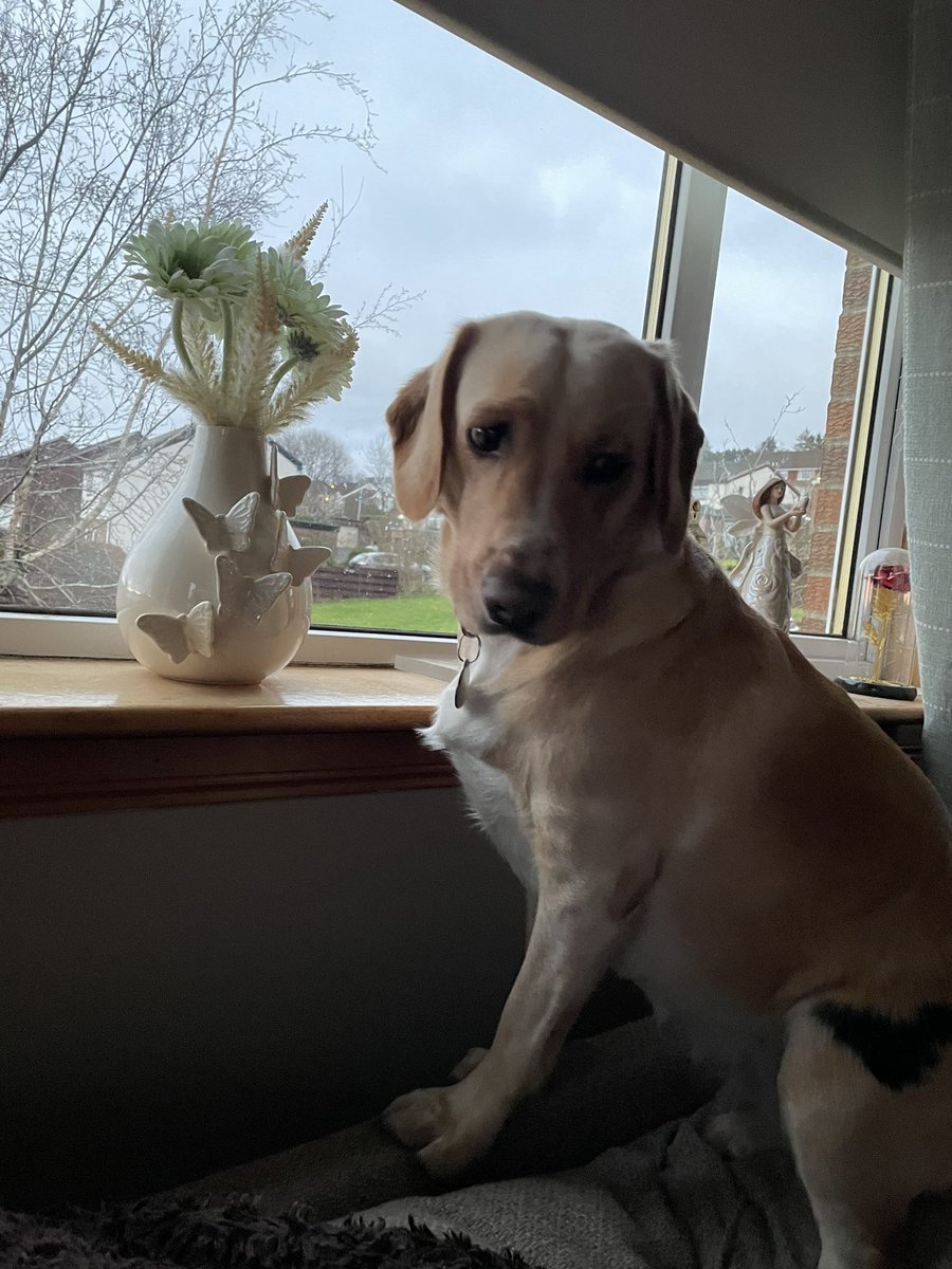 At her favourite spot - Nosey neighbour 😆 x <a href="/Tinap66Payne/">TM Payne (Tina will do 😊)</a>