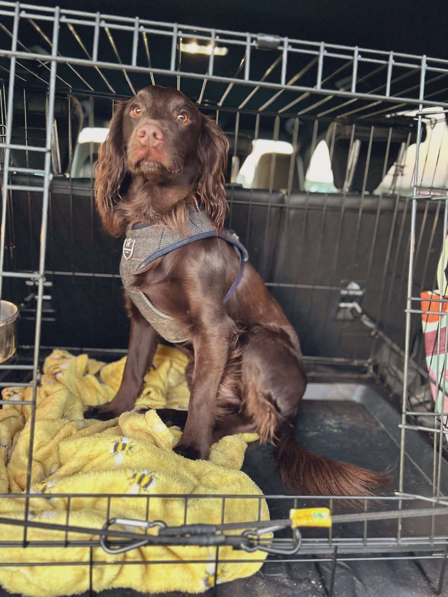 SpanielCooper1's tweet photo. Dad took me to the lake to conduct my first patrol… and I accidentally did a poop as well 👀
I’m pleased to say Marston Lake, Bedfordshire is free of any zombies, although there is a whiff… So they may have just left.
#firstpatrol #ZSHQ @ZombieSquadHQ https://t.co/nPhXyObEL9
