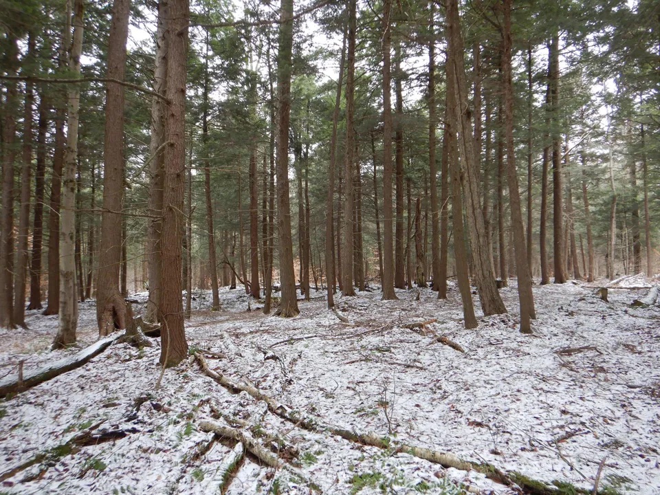 TimberlandReal1's tweet photo. 136.27± acres! The property is completely wooded with an excellent mix of hardwoods and hemlock. There is a small creek that winds throughout the property. Contact Brad Wentworth 

https://t.co/7RDSWnKV4D

#timberland #huntingland #recreationalland #chenangocounty #NY https://t.co/H2RUxqkM2N