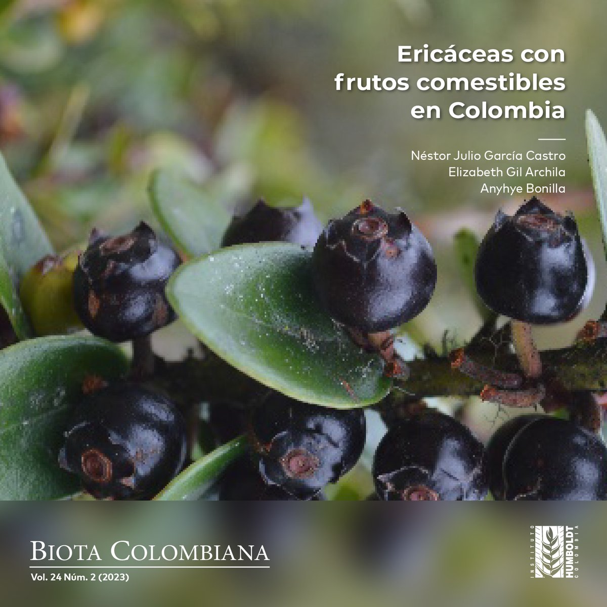 🍇Si has comido agraz, este artículo te interesa. Explora el uso, propagación y cultivo de la familia Ericaceae en Colombia 👉revistas.humboldt.org.co/index.php/biot… #RevistaBiota
