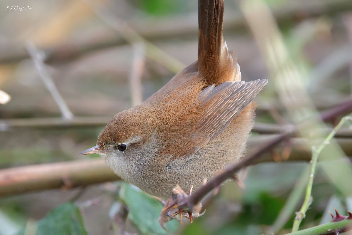Cetti's warbler briefly appeared at Radipole yesterday, before skulking off into the undergrowth @SightingDOR @DorsetBirdClub