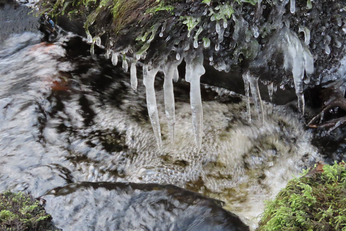 donnarainey4's tweet image. #Icicles &amp;amp; frozen #mosses along the river today.