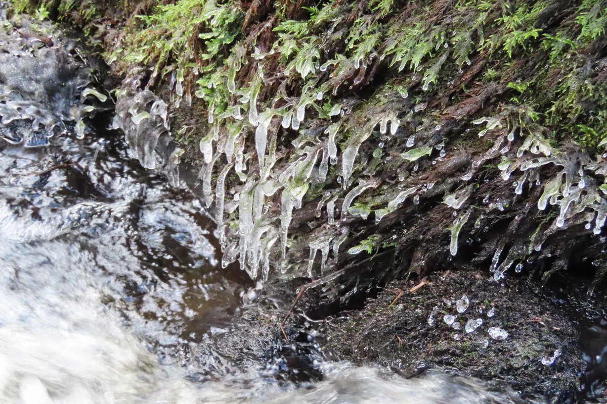 donnarainey4's tweet image. #Icicles &amp;amp; frozen #mosses along the river today.