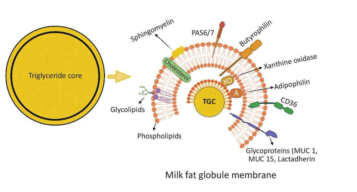 imgcmedia's tweet photo. Fascinating findings on novel #immunological components of #milkfatglobules and core #proteins involved in #milk #lipid #secretion.
https://t.co/mmZDpLdi7O https://t.co/jg7SN7n80V