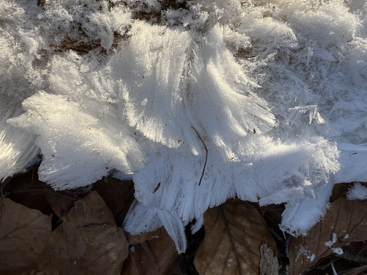 tanja leerink tweet media