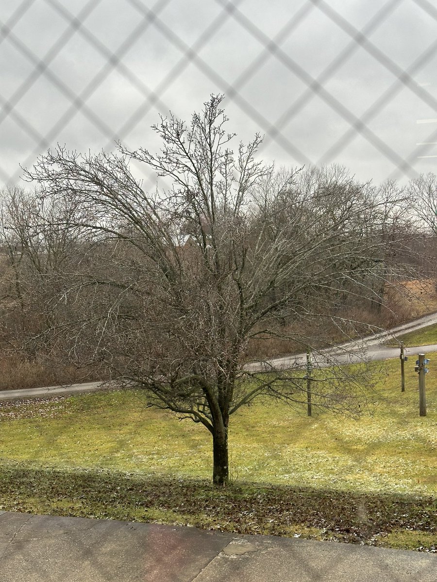 MaryMichelleAmb's tweet photo. Ice on the trees in Owenton! 11:30am 33 degrees @Kentuckyweather https://t.co/OsCjbhkMUZ