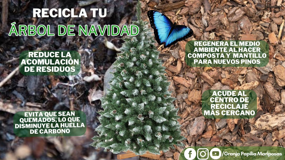 mariposapapilia's tweet photo. ¡Reduzcamos el desperdicio! Protegemos el hábitat de las #mariposas.🦋💞
Los centros de #reciclaje están preparados para darle a tu árbol una segunda vida. ♻️
Deja que tu arbolito se convierta en #compostaje o #mantillo.🌲 https://t.co/vqey3xDSgx