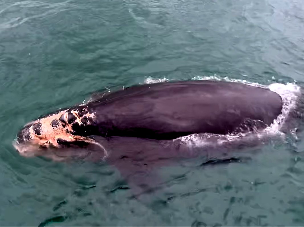 Sad to report that yet another newly born right whale has been greviously injured, most likely by a boat's propellers off South Carolina. It was the first of nine calves born this year. The critically endangered species can't bear to lose any calves. fisheries.noaa.gov/national/endan…
