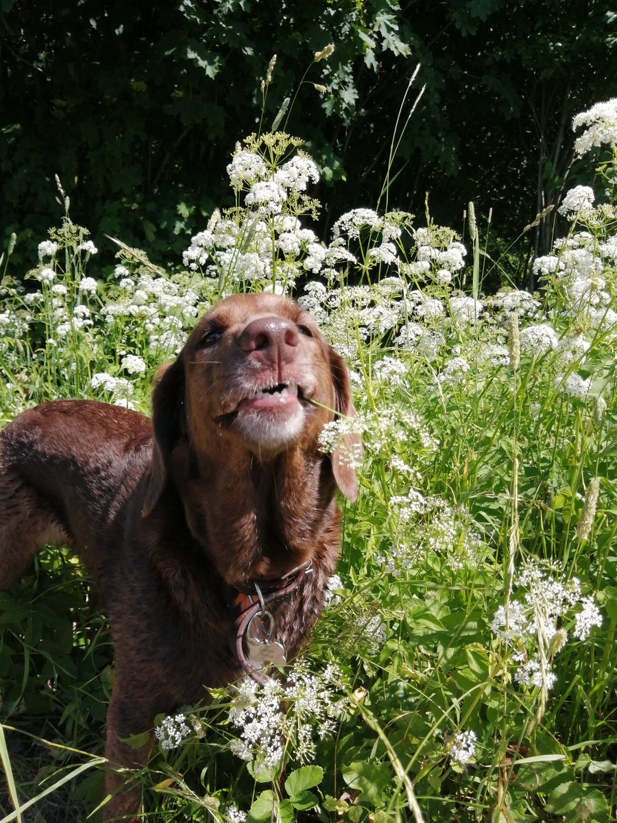 Beautiful day. Jessie. youtube.com/@victoriaart99 T.me/cutecatsanddog Instagram.com/catsand1dog #WINTER #SummerVibes #dog #beautifulgirl #NaturalBeauty #NaturePhotography #nature #TwitterNatureCommunity #Smile #BestFriend #summer