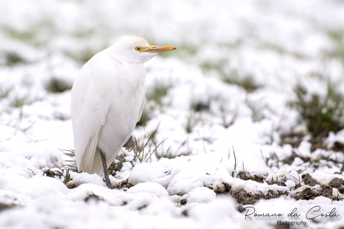 One of the only times you’ll find camouflaged Cattle Egrets is when it snows! This was one of 29 in Grouville today. @PGrouville @BirdGuides @Soc_Jersiaise @JEPnews @NatTrustJersey @jsynationalpark @BirdTrack #BirdsSeenIn2024 Photo by @romanodacosta