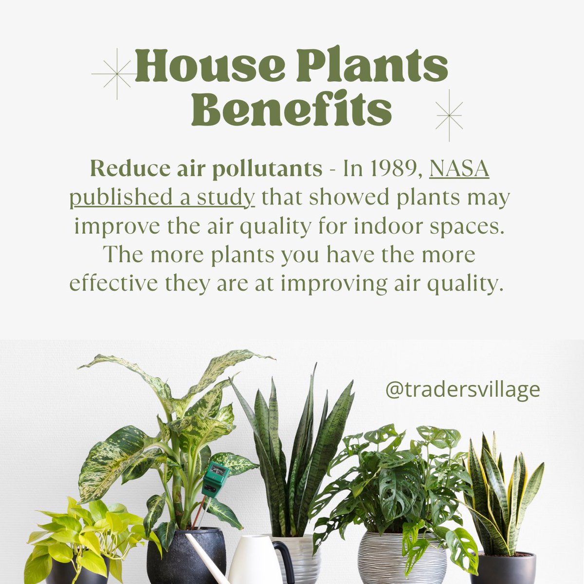TradersVGP's tweet image. #HouseplantAppreciationDay 🪴

Having houseplants come with several benefits, some of them are even backed by science. swipe ➡️ to read some of them!

And visit @TradersVillage in Grand Prairie, TX to support local vendors and find all kind of beautiful house plants 🪴🪴