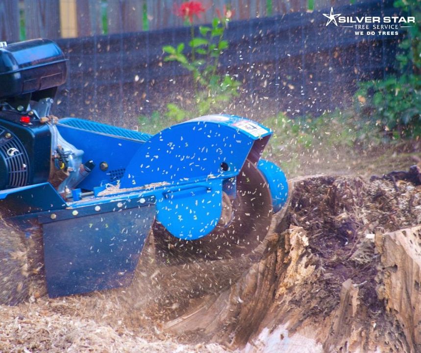 SilverStarTree1's tweet photo. With our machines we can reduce the stump to a maximum of 12 inches below the surface. Roots extending out from the stump can also be cut and removed.
Learn More: https://t.co/4b87qJbXjH
Call Us: (250)-550-5308
#silverstartreesbc
#treesbc
#vernontreesbc https://t.co/Y59TB4orp5