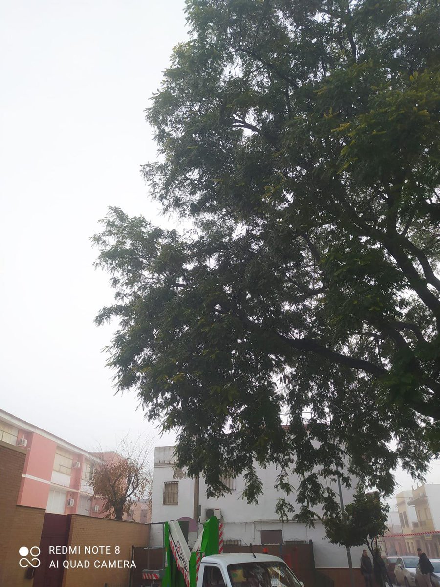 Poda en Valdezorras. Árbol de gran porte en la SAFA . Gracias a Parques y Jardines
<a href="/eveliarincon/">Evelia Rincón</a> 
<a href="/jdelarosa100/">Juan de la Rosa</a> 
<a href="/MariaLuisaPYJ/">Maria Luisa Iglesias de la Cueva</a> 
<a href="/jlsanzalcalde/">José Luis Sanz</a>