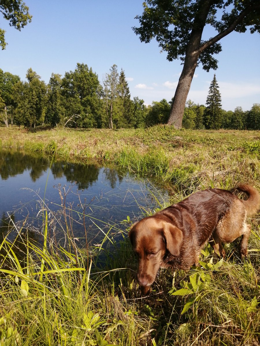 Walk with Jessie. youtube.com/@victoriaart99 T.me/cutecatsanddog Instagram.com/photosnature_v… #Walker #WalkAway #WalkwithJessie #VictoriaDay #SummerVibes #naturelovers #NaturePositive #nature #TwitterNatureCommunity #Smile #BestFriend #summer