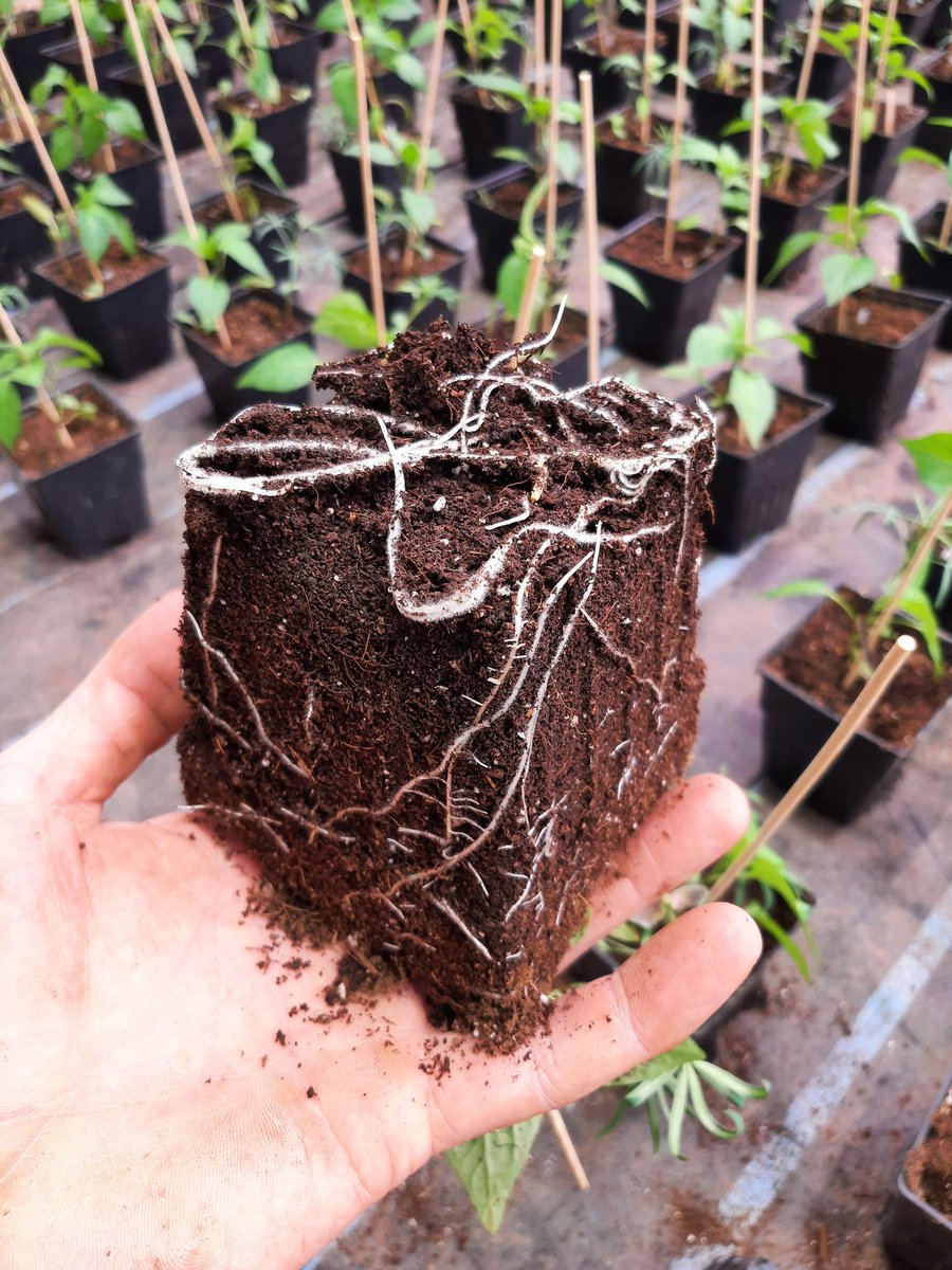 MansOrganics's tweet photo. The peppers are growing well. We are experimenting with companion planting and seeded a lupin and pincushion flower with each pepper. #Peppers #greenhouse #propagation #westcdnag #ABag #organic #interplanting https://t.co/vLQRD0PMZ2