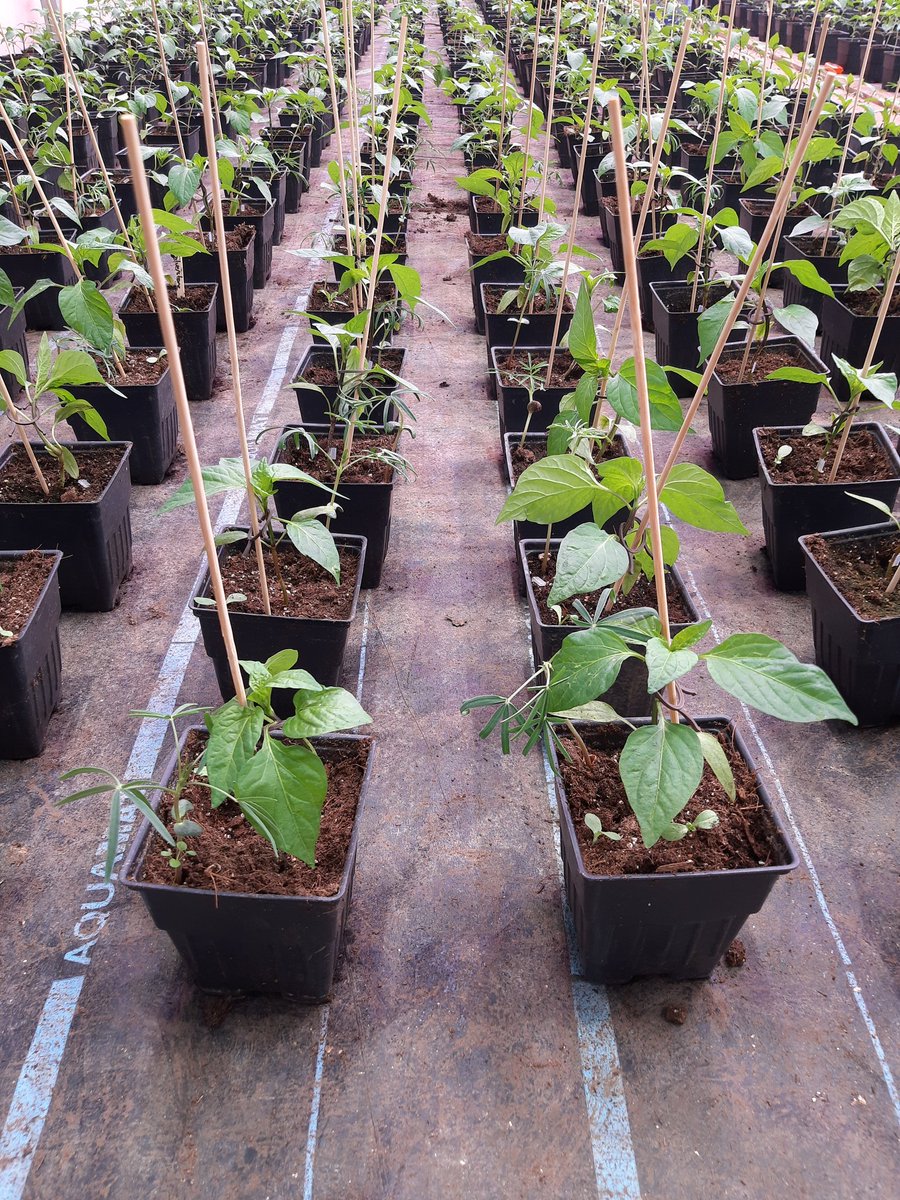 MansOrganics's tweet photo. The peppers are growing well. We are experimenting with companion planting and seeded a lupin and pincushion flower with each pepper. #Peppers #greenhouse #propagation #westcdnag #ABag #organic #interplanting https://t.co/vLQRD0PMZ2
