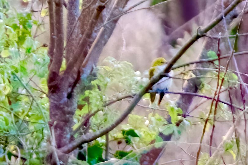 LeeEvansBirding's tweet photo. A GOLDEN ORIOLE wintering in West Cornwall! Remarkable record. David Clayton photographed this bird at Gulval https://t.co/6Kafp9DCMb