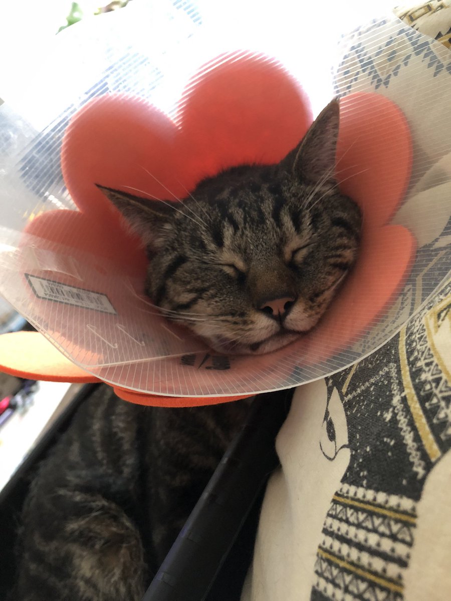 CPAPRIKAS's tweet photo. Je vais faire un thread de Floki aka Le meilleur chat de France, pcq j’ai beaucoup trop de photos très drôles qu’il est magnifique que vous devez absolument le voir que j’ai du temps à perdre. 

Je commence : 

Plouki et sa jolie collerette fleur. 🌸 https://t.co/lU07JUMHtS