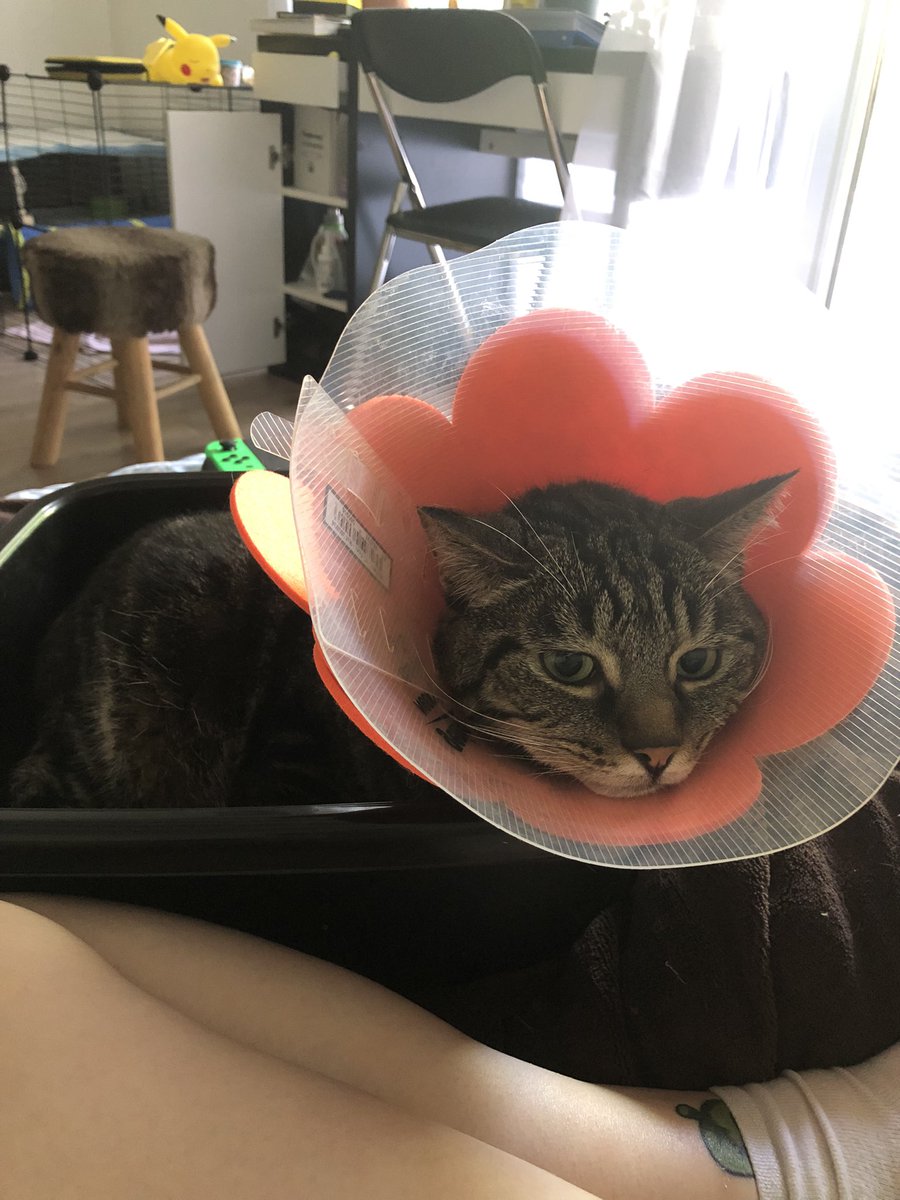 CPAPRIKAS's tweet photo. Je vais faire un thread de Floki aka Le meilleur chat de France, pcq j’ai beaucoup trop de photos très drôles qu’il est magnifique que vous devez absolument le voir que j’ai du temps à perdre. 

Je commence : 

Plouki et sa jolie collerette fleur. 🌸 https://t.co/lU07JUMHtS