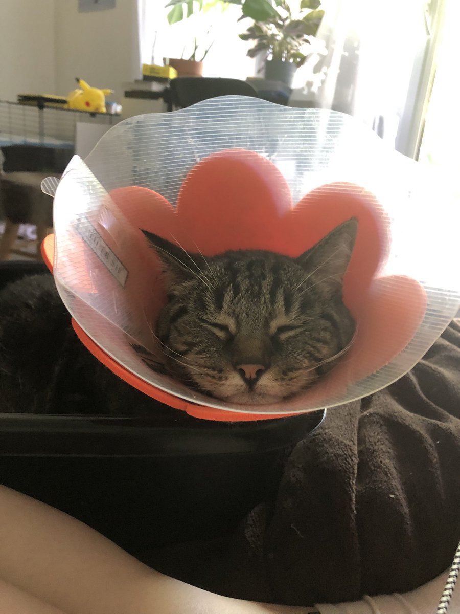 CPAPRIKAS's tweet photo. Je vais faire un thread de Floki aka Le meilleur chat de France, pcq j’ai beaucoup trop de photos très drôles qu’il est magnifique que vous devez absolument le voir que j’ai du temps à perdre. 

Je commence : 

Plouki et sa jolie collerette fleur. 🌸 https://t.co/lU07JUMHtS