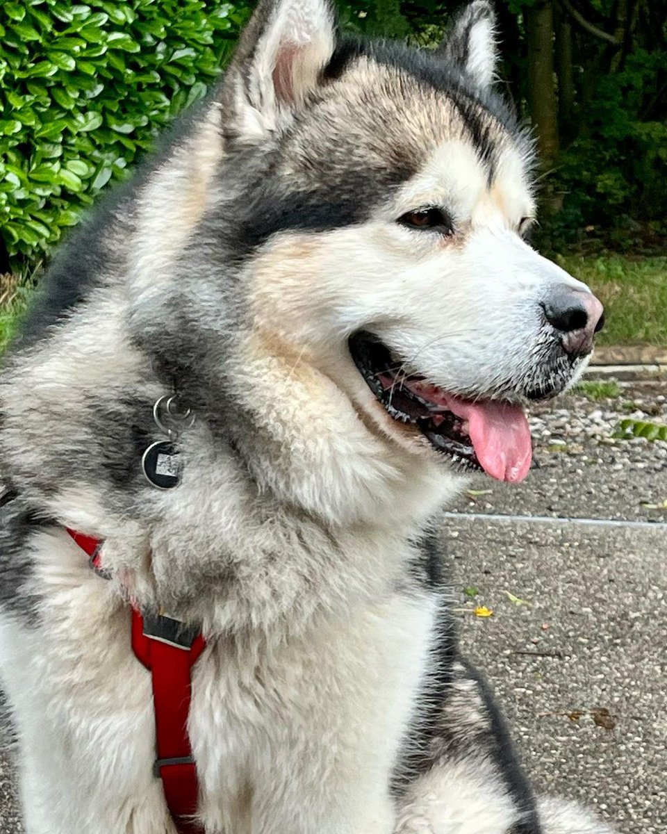 MalamuteClub's tweet photo. Silly Boy 🐾😍❤️

👉👉 @malamuteclub for daily dose of Cute Malamute...

*No copyright intended
*All rights are reserved &amp; belong to their respective owners.
Dm for removal 🦋🦋
#alaskanmalamute https://t.co/73cWUgoDHq