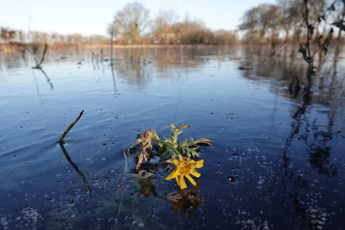 H_Avercamp's tweet photo. Winterschilder op de bloemetjesweide voor Stokkink. Met een uitgebloeide zonnebloem in zonlicht op het ijs. https://t.co/6PomgQXilW