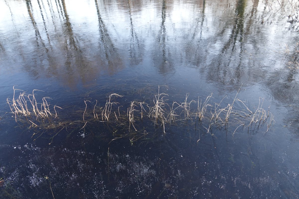 Winterschilder op de bloemetjesweide voor Stokkink. Met een uitgebloeide zonnebloem in zonlicht op het ijs.