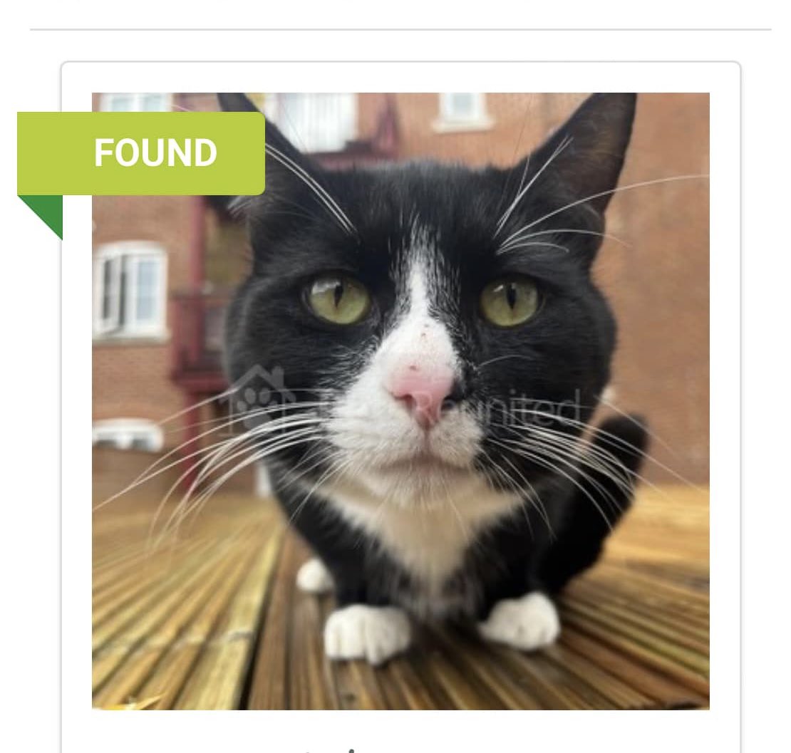CPChiltern's tweet image. #FoundCats Do you recognise this cat? Found in Coxhill Way, #Aylesbury. Please see Pets Reunited website for more: 
tinyurl.com/3furcsmw  #CatsOfTwitter #CatsOfX