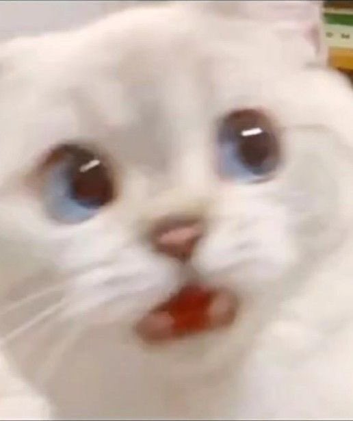 oceannaon's tweet photo. ขนาดตกใจยังเหมินแมว ลูกนี่คงเปนแมวจิงๆ https://t.co/hjPiqP9PK7