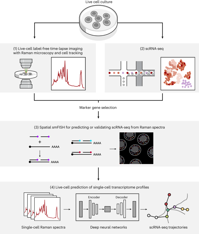 Prediction of single-cell RNA expression profiles in live cells by Raman microscopy with Raman2RNA go.nature.com/4b25IKC