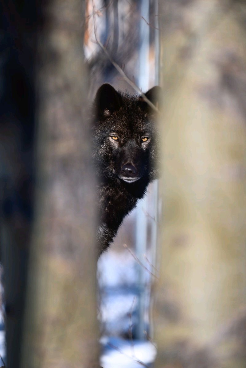 wolffe800's tweet photo. When dancing with wolves, always remember to wear your finest sequined wolf costume and practice your twirls and spins. #WolfDance #FashionGoals #KeepThosePawsLightOnTheirFeet
Unsplash photos by: Cory Thorkelson | via https://t.co/0vzBlEFsVk https://t.co/pl9oqotWom