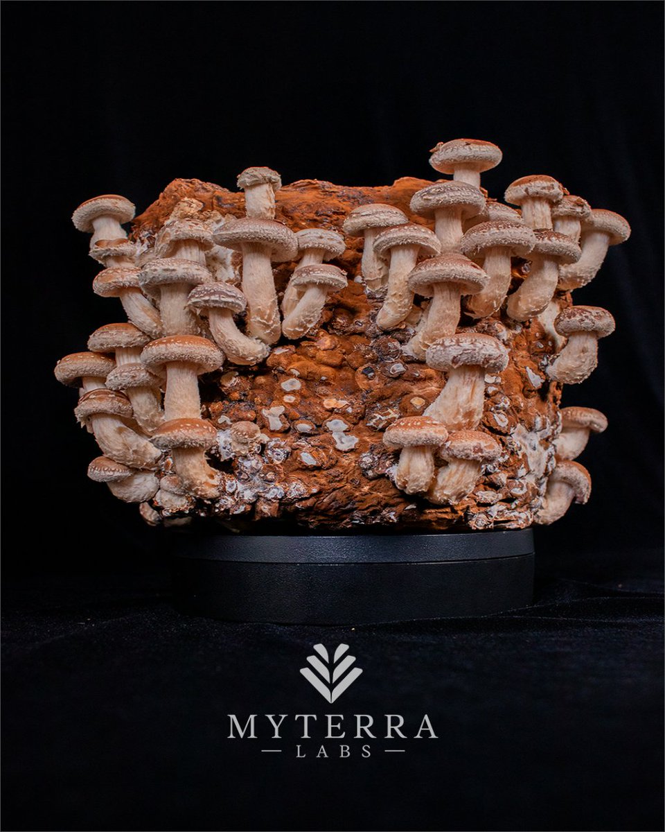 MyterraLabs's tweet photo. From earth to plate, turn your kitchen into a haven of irresistible flavors and create mouthwatering dishes that redefine home-cooked perfection. 🍄✨ #growyourownfood #organicfood #getcultured #myterralabs #shiitake https://t.co/330oGqnApK