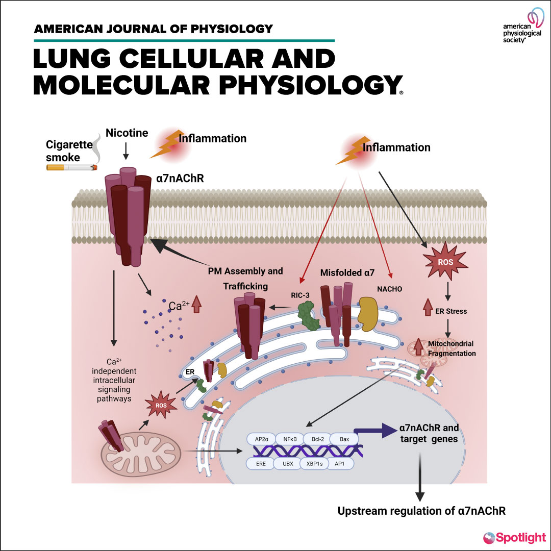 View our newest ✨#SpotlightCover✨ in @ajplung!

Nicotinic Receptors in Airway Disease (Niyati A. Borkar et al.)

ow.ly/nLke50Qphi0