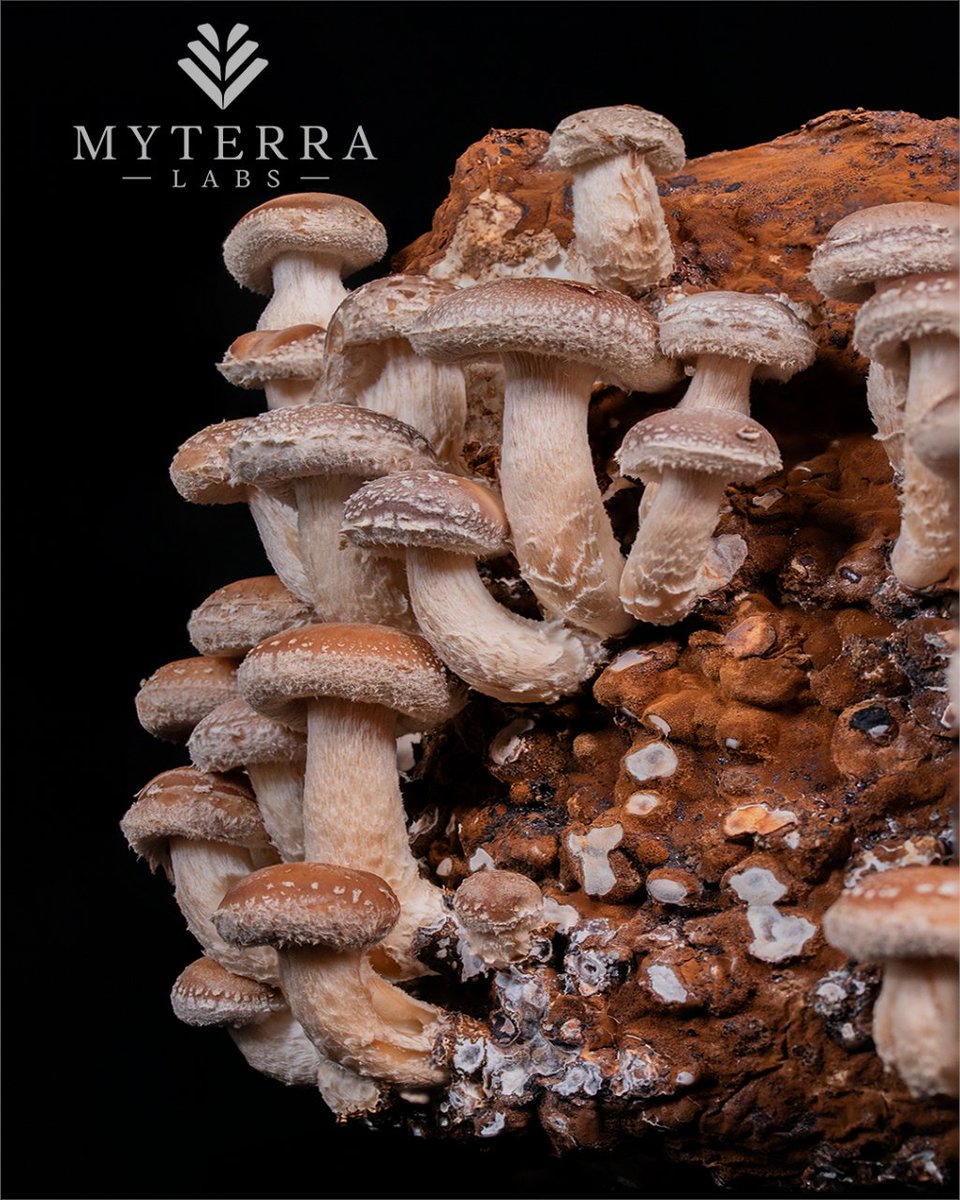 MyterraLabs's tweet photo. From earth to plate, turn your kitchen into a haven of irresistible flavors and create mouthwatering dishes that redefine home-cooked perfection. 🍄✨ #growyourownfood #organicfood #getcultured #myterralabs #shiitake https://t.co/330oGqnApK