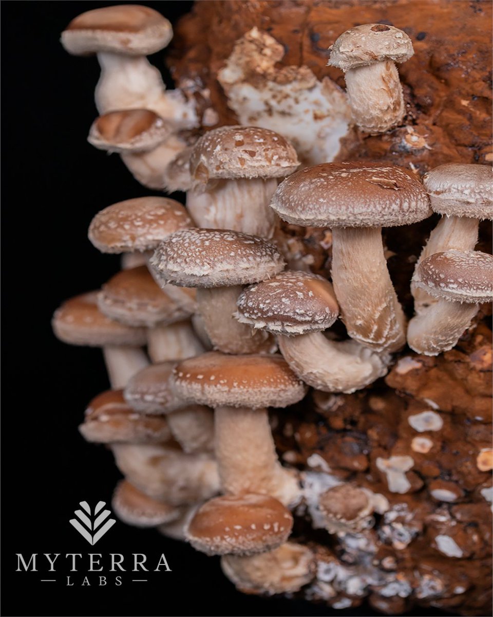 From earth to plate, turn your kitchen into a haven of irresistible flavors and create mouthwatering dishes that redefine home-cooked perfection. 🍄✨ #growyourownfood #organicfood #getcultured #myterralabs #shiitake