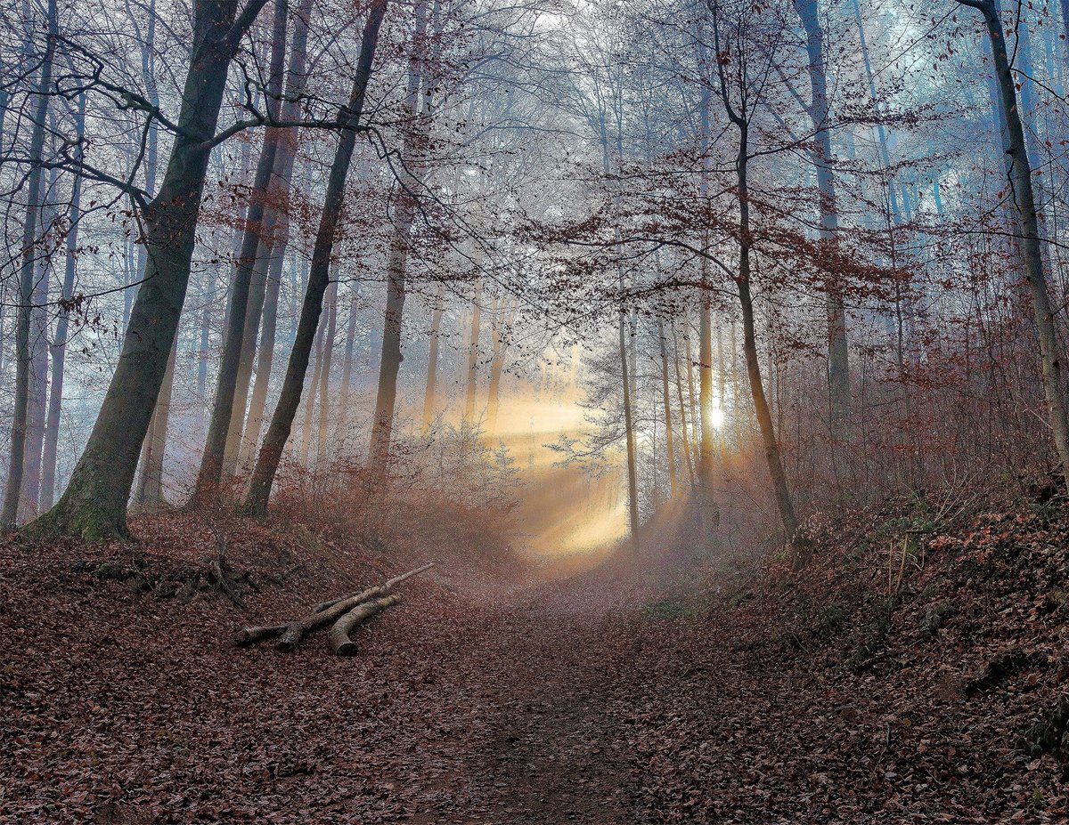 Photo of a sunrise along an old logging road in Polk County, Texas. The county, which comprises 1,061 square miles, has marine deposits that indicate the region was once under the sea.

📸 by Larry Alford