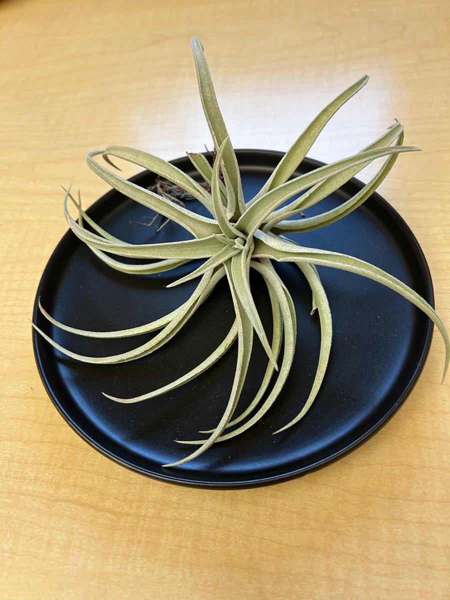 mtu_glrc's tweet photo. Happy #HouseplantAppreciationDay! GLRC green thumbs keep houseplants in the building. DYK that houseplants promoted well-being? As natural air purifiers, they help maintain air quality. These indoor companions echo the GLRC's commitment to a healthy environment. #GLRCCommunity https://t.co/SJBSe7Igtm